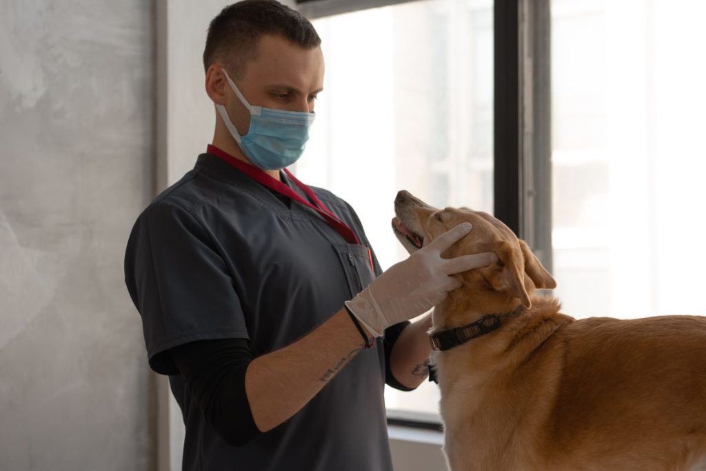 Veterinário examinando cão em ambiente calmo, atendimento seguro