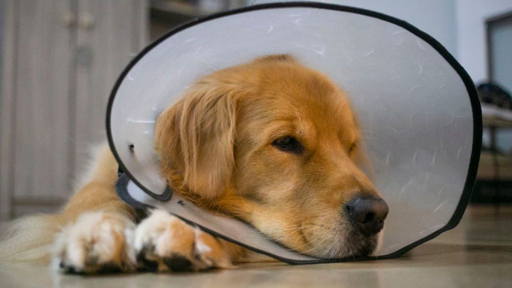 Cão com colar elisabetano descansando no pós-operatório da castração