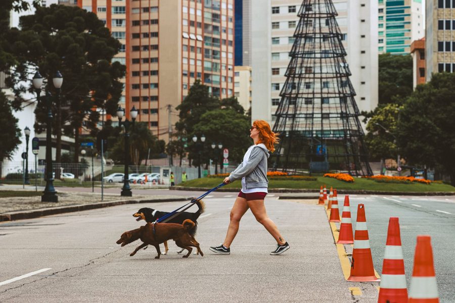 Tutora passeando com cães em área urbana no Centro de Niterói
