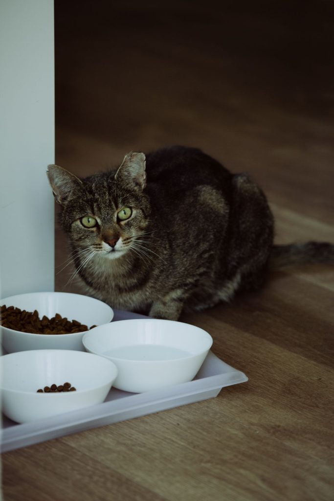 Gato sentado ao lado das tigelas de ração, sem apetite