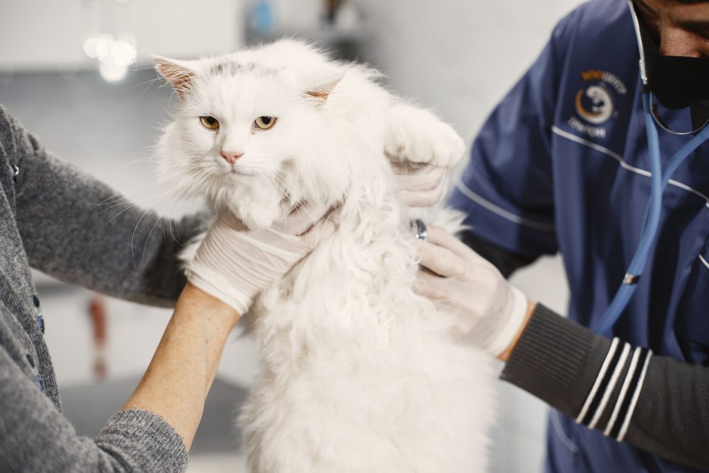 Gato urinando sangue: avaliação veterinária cuidadosa do animal