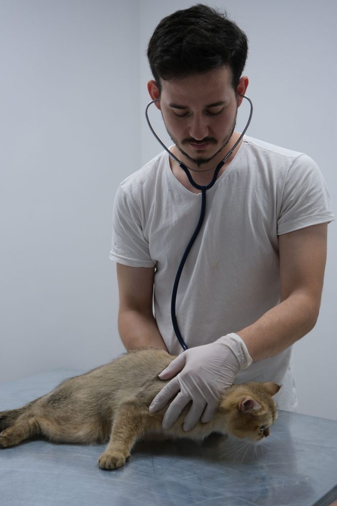 Gato urinando sangue: veterinário examina o animal para identificar a causa
