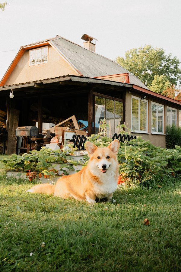 Cão relaxando no quintal de casa em Piratininga, Niterói