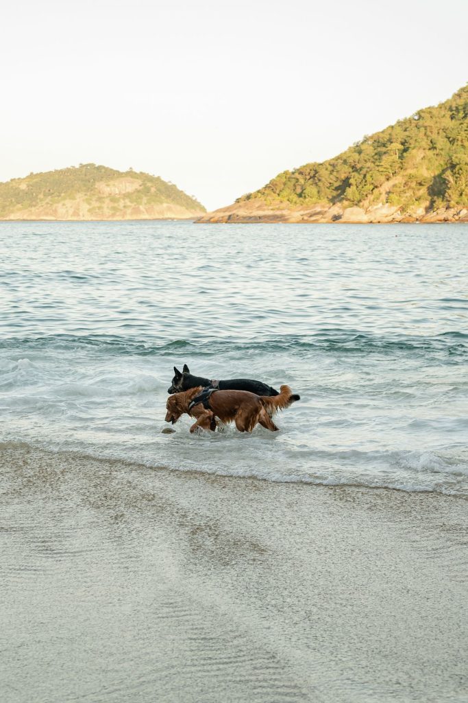 Cães brincando no mar em praia com morros ao fundo, região de Maricá