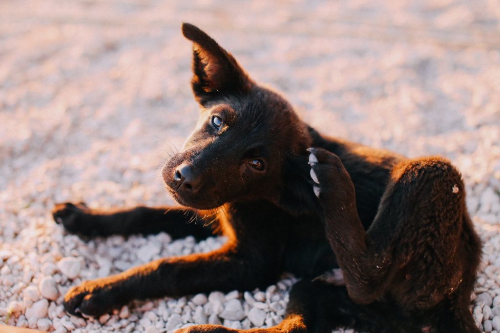 Filhote de cachorro se coçando ao ar livre