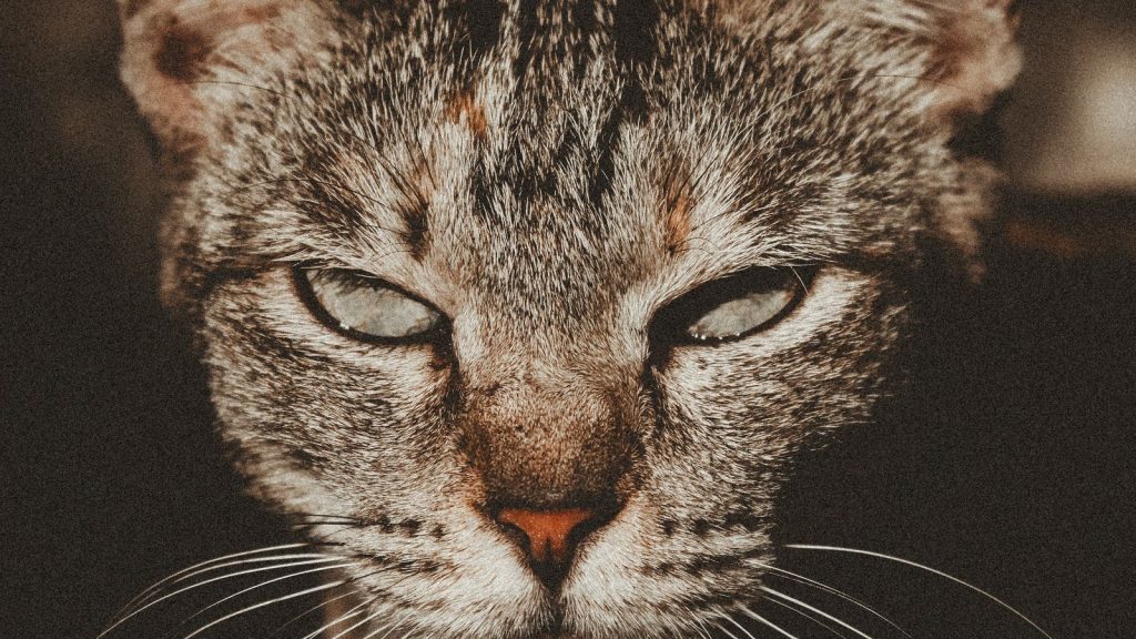 Gato deitado em casa, com expressão abatida