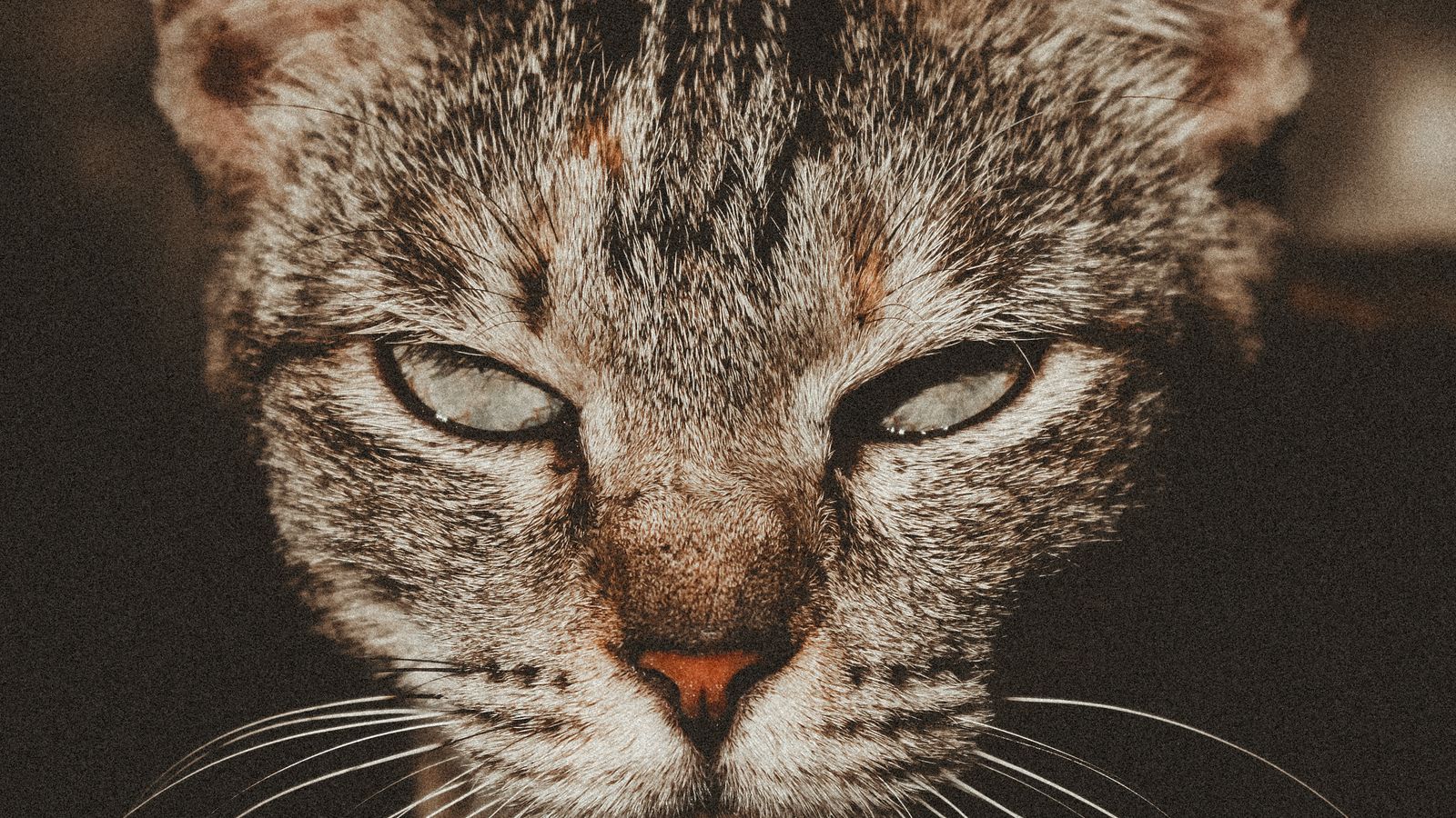 Gato deitado em casa, com expressão abatida