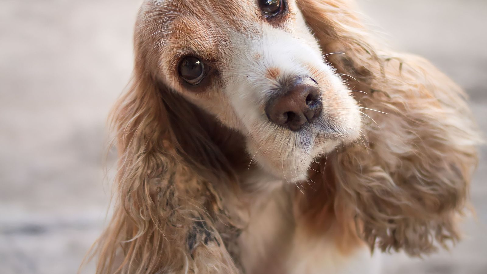 Cachorro de orelhas caídas olhando para a câmera em casa
