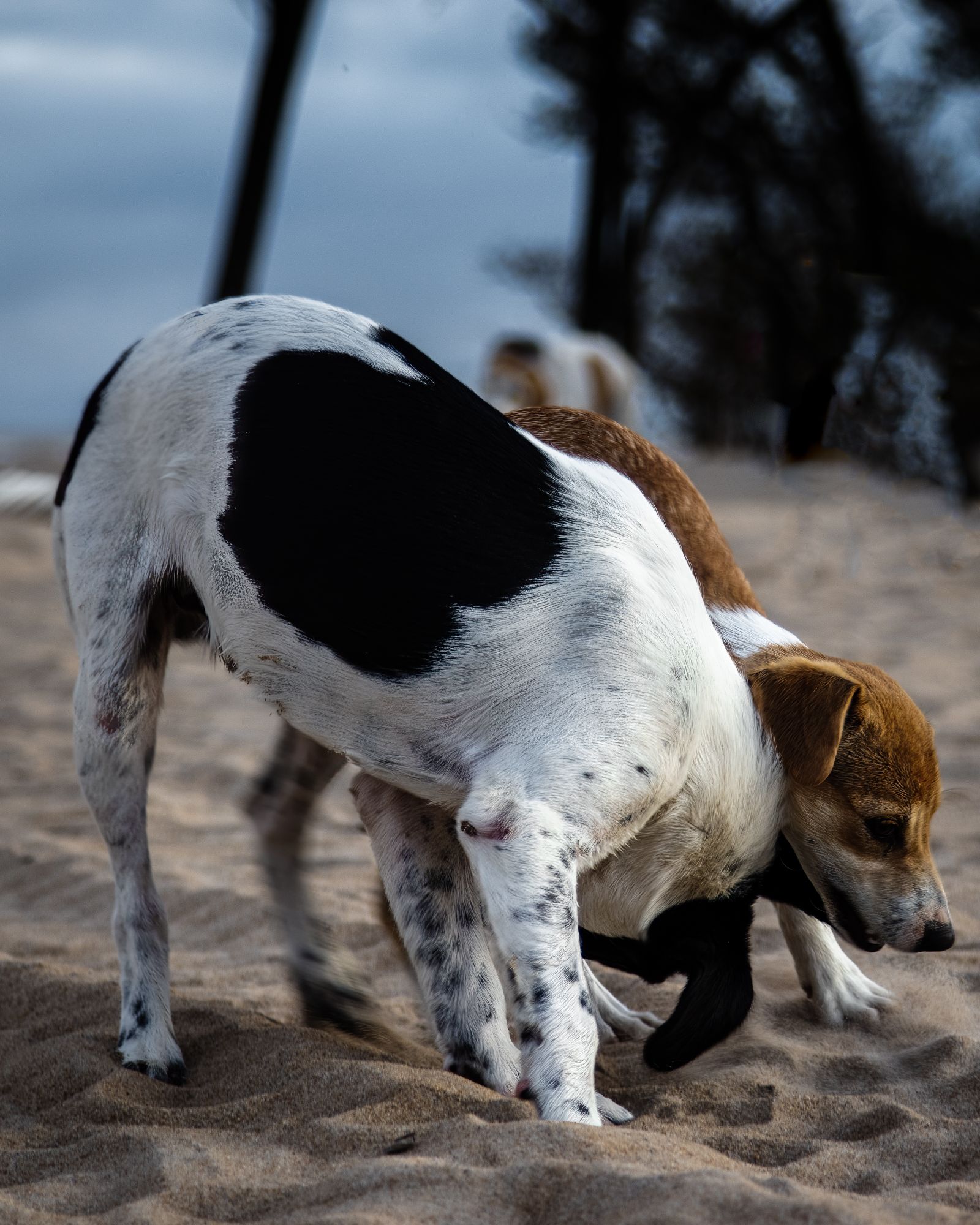Cães brincando em quintal amplo em Maricá